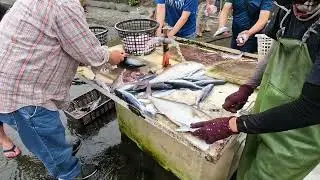 So much caught Scalpel sawtail, and crazy cutting, 光榮定置漁場, fresh seafood, fishport