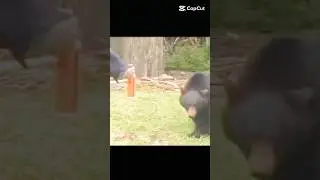 spray charge bear#best#shortvideo#grizlybear#wildlife#