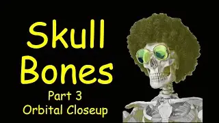 Skull Bones - Part 3 - Orbital Closeup