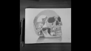 Hyper realistic skull drawing