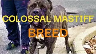 COLOSSAL MASTIFF BREED -  quick video preview #mastiffdog #mastiff #protectiondogs