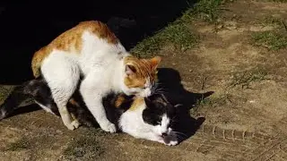 Cat Breeding Explained: What Every Breeder Must Understand