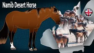 Namib Desert Horse, considered a symbol of unlimited freedom, Horse breeds