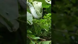 Find the species of caterpillar #caterpillar #nature #moth #butterfly #insect #photography
