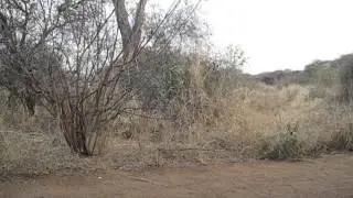 Tarangire Bird Sounds