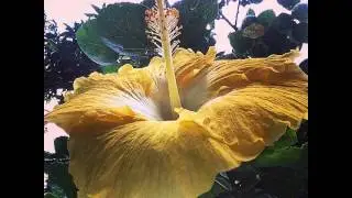 #flor #flora #florality #floralityphoto #flowerstalking #flowerstarz #flowerporn #natura #instanat