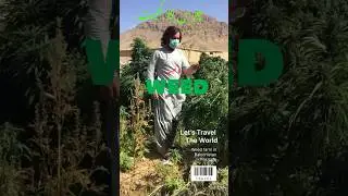 Cannabis چرس farms in Balochistan Pakistan #shorts #weeding #marijuana #farming