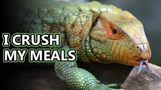 Caiman Lizard facts: the water tegu | Animal Fact Files
