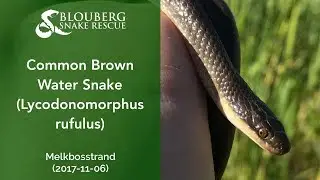 Brown Water Snake near Melkbosstrand, Cape Town, South Africa (20171106)