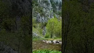 Nature's Rhythm River Sounds for Relaxation 🌊 #naturesounds #sleepaid #peaceful #shorts