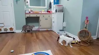 Hopalong Gang & Crumbs:  Pita and the Fruitasan and the mouse and the ATTITUDE