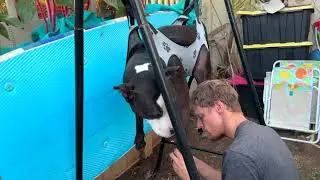 How to Cut a Dog's Nails Using Grooming Hammock, Rescue Dog Hates Having Nails Cut, Smiley on Maui