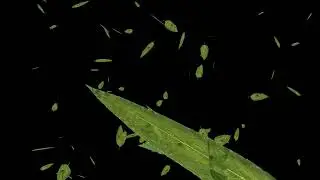 4k Green Leaves Overlay effect free | flying leaves overlay