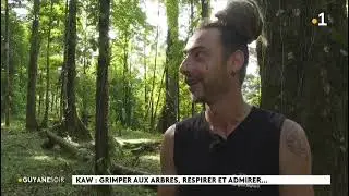 Rebranchetoi - Journal du soir Guyane 1ère Exploration Grands Arbres Eben Rose🌳🌸🐒