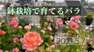 鉢栽培のバラ