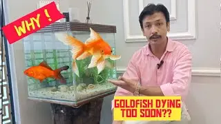 World's Most Popular Fish | How To Stop Goldfish from Dying too soon | How To Care For A Goldfish 😌