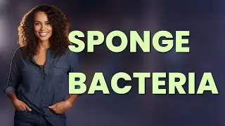 Why Are Kitchen Sponges So Full of Bacteria?