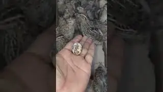 First Breeding season Result | Desi Btair Farming #viral #nature #love #beautiful #farming #india