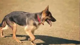 German Shepherd Runs Like a Champ | The Daily Puppy
