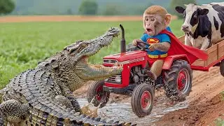 😱🐊 Super Monkey Drives Tractor With Cows, Faces Giant Crocodile – A Breathtaking Escape! 🚜🐒🐄
