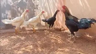 //KVR BREEDES#7032076896#bhimavaram chicks#richu watam chicks#peru cross CHICKS#KVR BREEDERS.