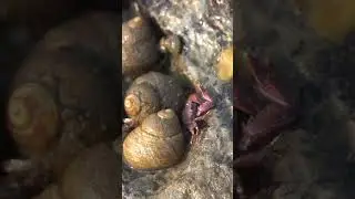 I saw a Porcelain Crab #shorts #wildlife