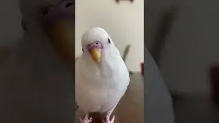 【セキセイインコアルビノ】　ハートに見える鼻とくちばし　　look like a heart #shorts