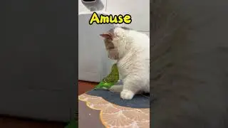 Funny moments with pets: adorable hijinks and laughs with kittens and parrots!