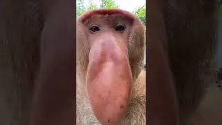 Proboscis Monkey Makes Funny Noises