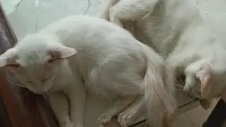 Кошки и котята &mdash; 780, 773, 682, 608, 525, 424, 407, 359, 283, 168, 130, 30, 190, 124, 22d
