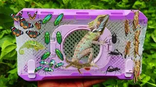 I Catching Insects In The Garden I Got Tropical Mantis, Grasshopper, Butterfly, Sternocera, Lizard