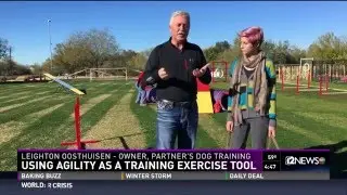 National Dog Training Month  - Agility training