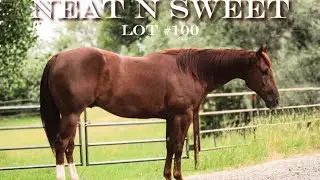 NEAT N SWEET: Lot #100 #billingslivestockhorsesales