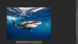 great white shark animation