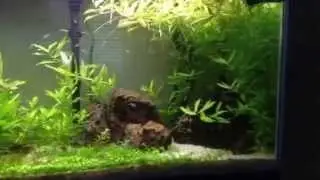 Pool filter sand planted tank