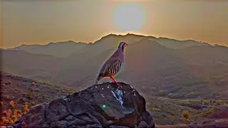 Female chakor beautifully voice | birds sound | chakor ki awaz 