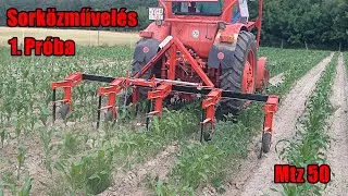 Első sorközművelés egy sorvezetős sorközművelővel | Mtz 50 [2021]