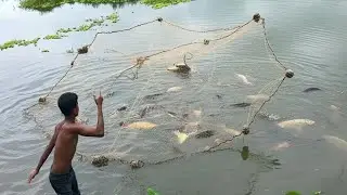 Cast Net Fishing | Traditional Net Fishing | Amazing Village Fishing Video | Village Ltd #20