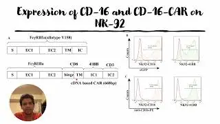 Expression of CD-16 cDNA and CD-16-CAR on NK-92 cells #Code: 1110