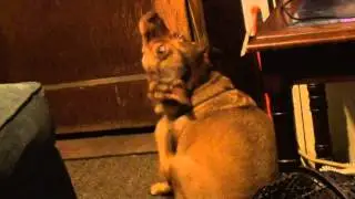 luna the fat brown dog