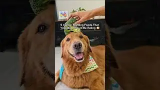 5 cancer fighting foods that your dog should be eating