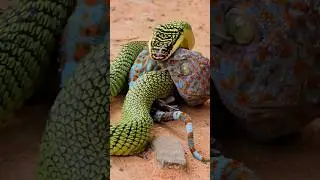 colorful snake and lizard #cambodia #snakes #animals #keepnaturemetal #natureismetal #lizard #fight