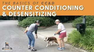 Change Reactive Dog Behavior - Counterconditioning and Desensitization