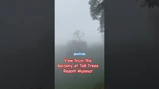 Tall trees Munnar #talltrees
