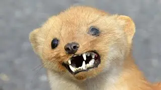 How good is your weasel at math?