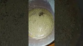 spider vs centipede lithobius forficatus