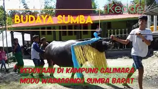 Kedukaan di Kampung Galimara Modu Waimaringu Sumba Barat || Acara Budaya Sumba || Kedde