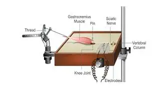 Simple Muscle Twitch Curve: Amphibian Physiology experiment series 1