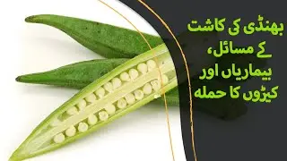 Bhindi Tori Ki Kasht Kay Maslay - بھنڈی کی کاشت کے مسائل اور حل - |BaKhabar Kissan|