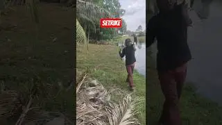 mancing ikan kakap putih umpan jatuh langsung di sambar
